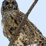 09SB7757 Barred Owl